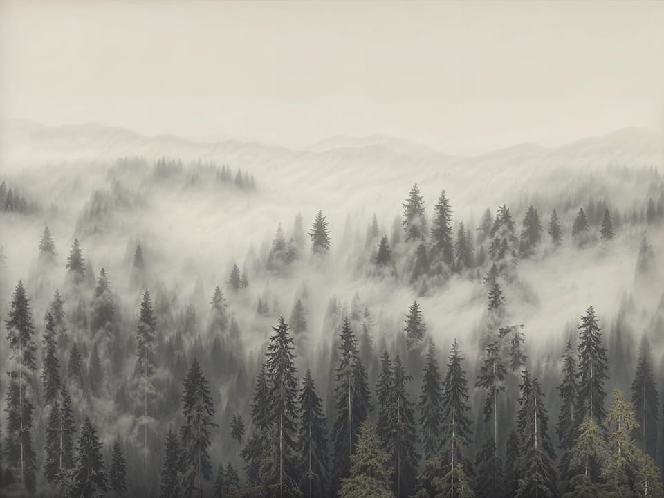 Fototapeta Mglisty las iglasty