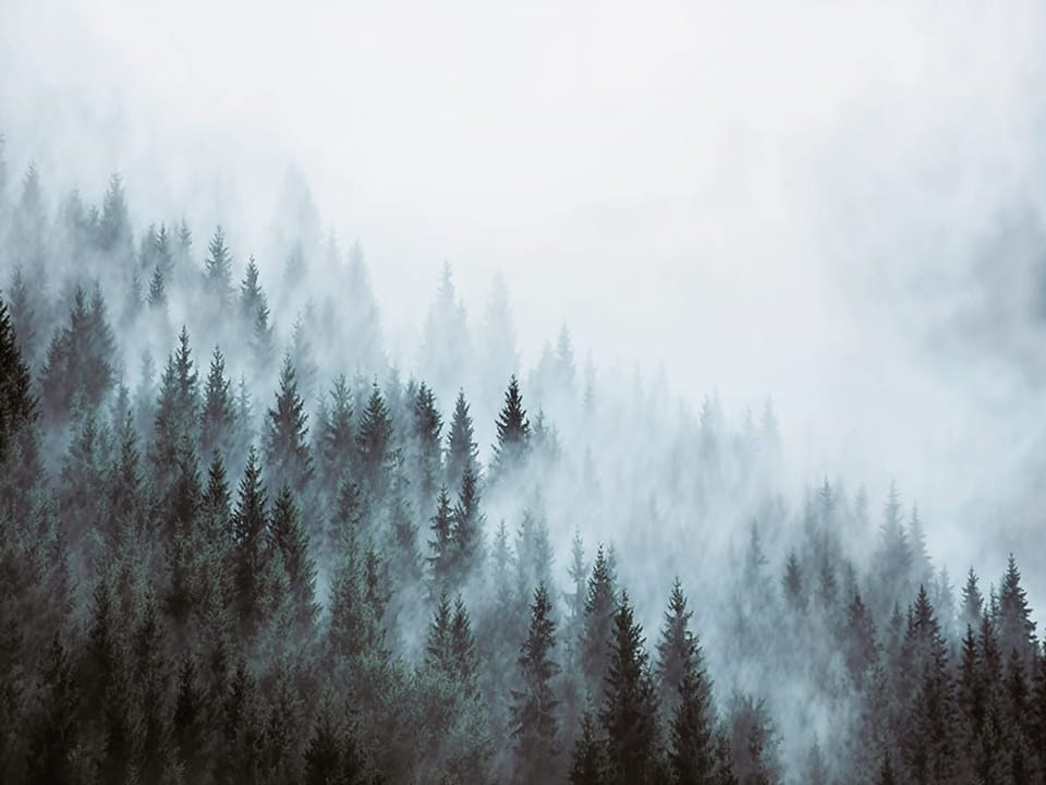 Fototapeta Las mglisty w tajemniczej scenerii