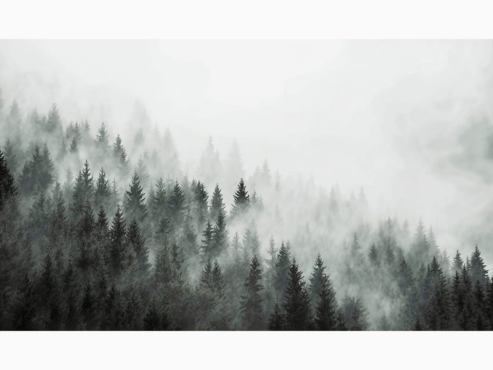 Fototapeta Mglisty las iglasty