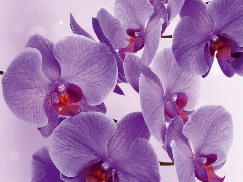 Fototapeta Fioletowe orchidee na gałązce na wymiar
