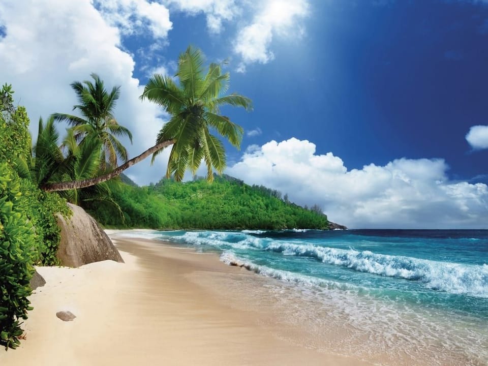 Fototapeta Plaża z palmami i oceanem na wymiar