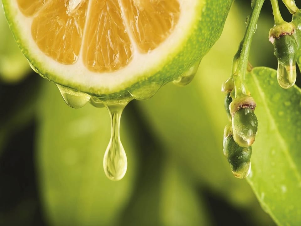 Fototapeta Limonka z kroplami soku na wymiar