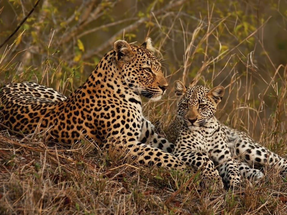 Fototapeta Lamparty w naturalnym otoczeniu na wymiar