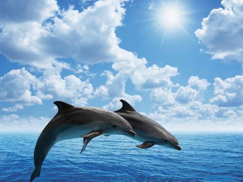 Fototapeta Delfiny skaczące nad oceanem na wymiar