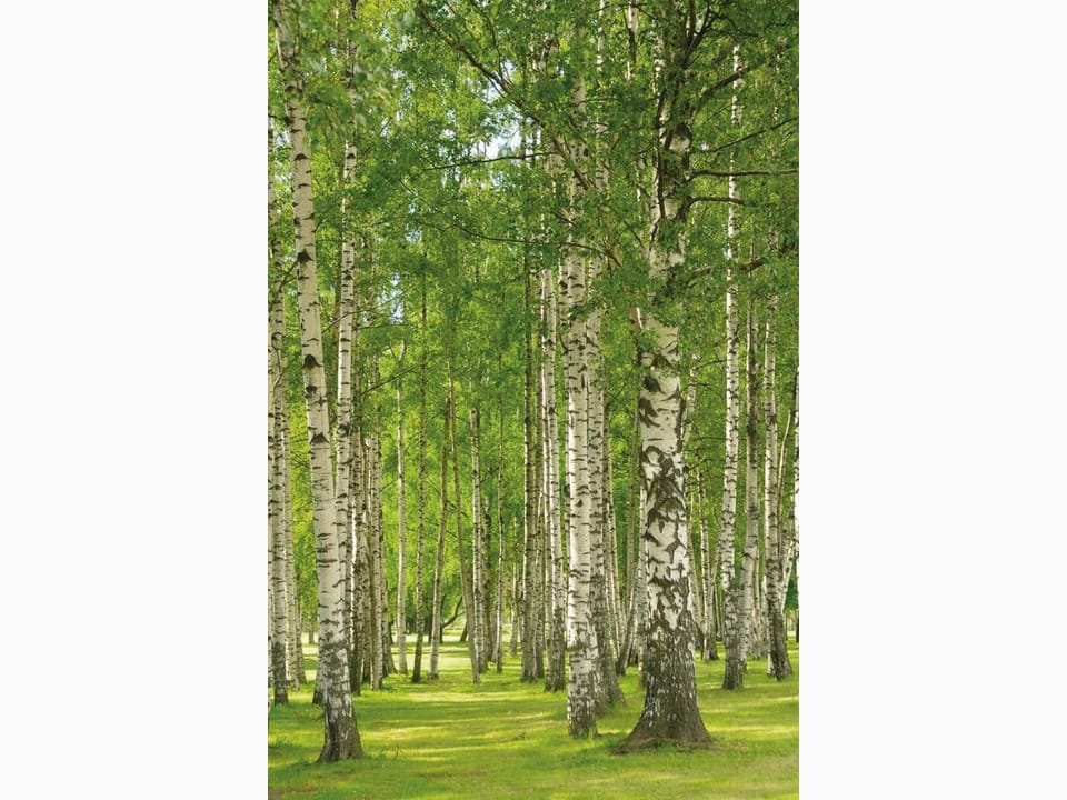 Fototapeta Brzozowy las pełen światła na wymiar