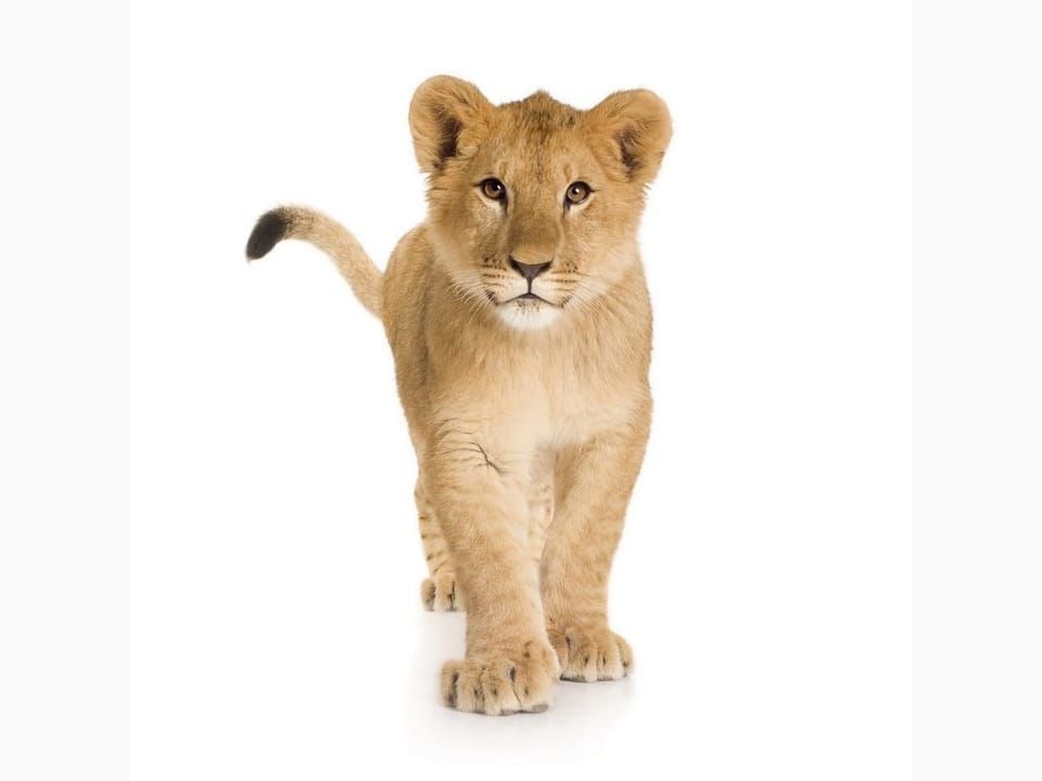 Fototapeta Młody lew na białym tle