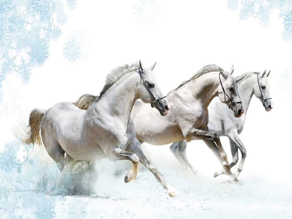 Fototapeta Konie na śnieżnym tle