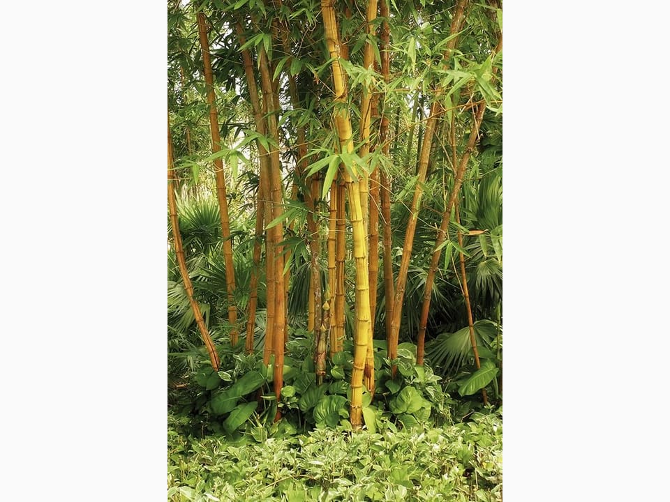 Fototapeta Zielony las bambusowy