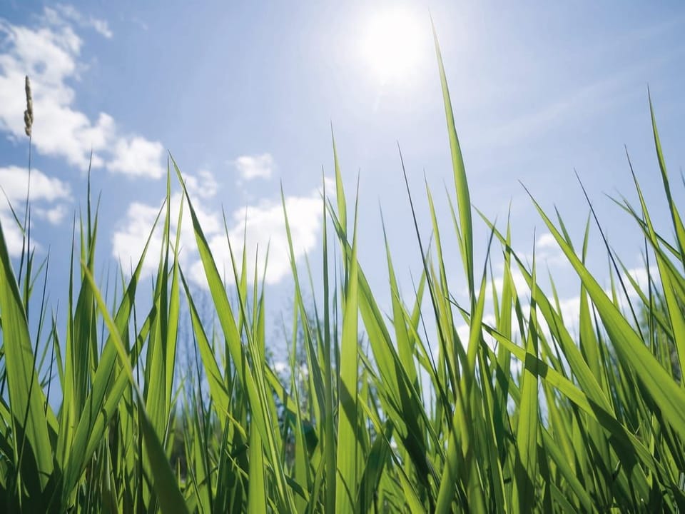 Fototapeta Zielone źdźbła trawy i niebo