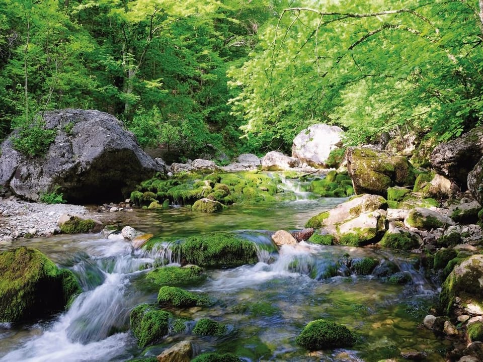 Fototapeta Strumień i mech wśród wodospadów