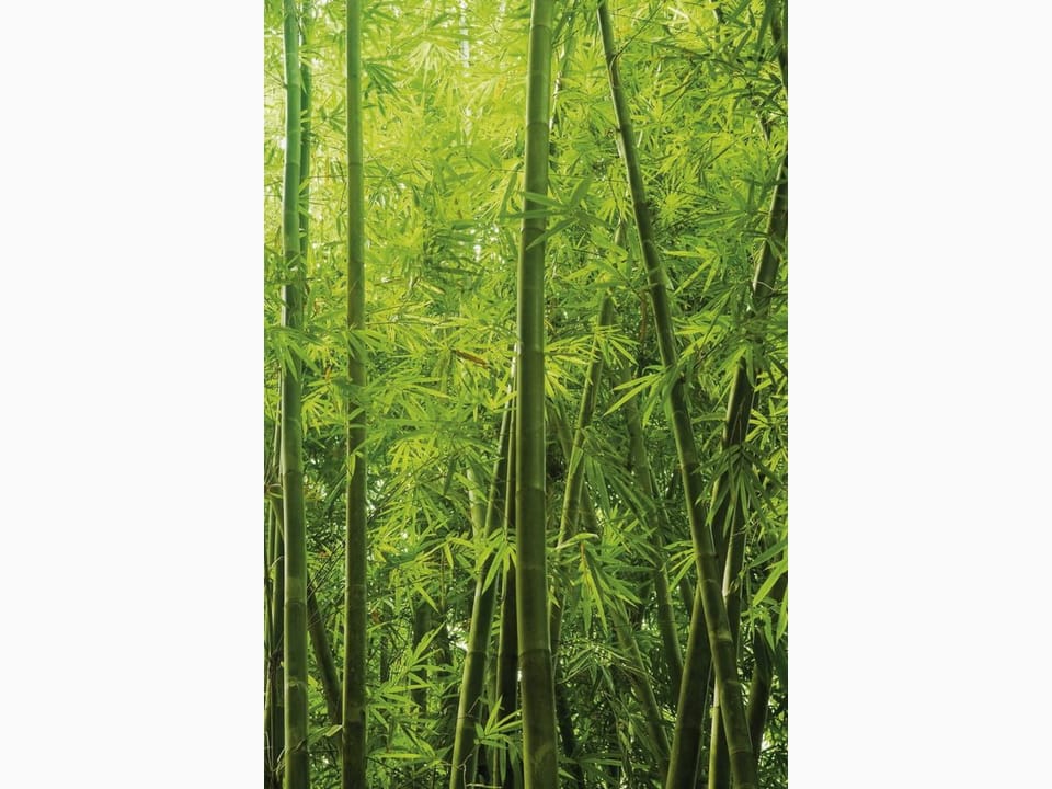 Fototapeta Zielone pędy bambusa w lesie