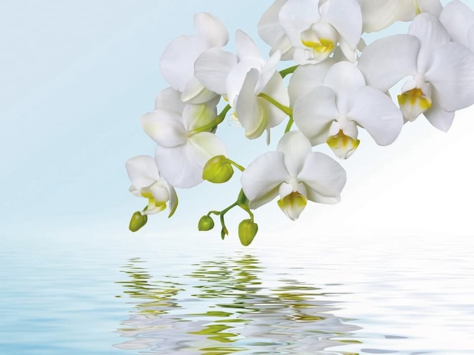 Fototapeta Białe orchidee nad spokojną wodą na wymiar