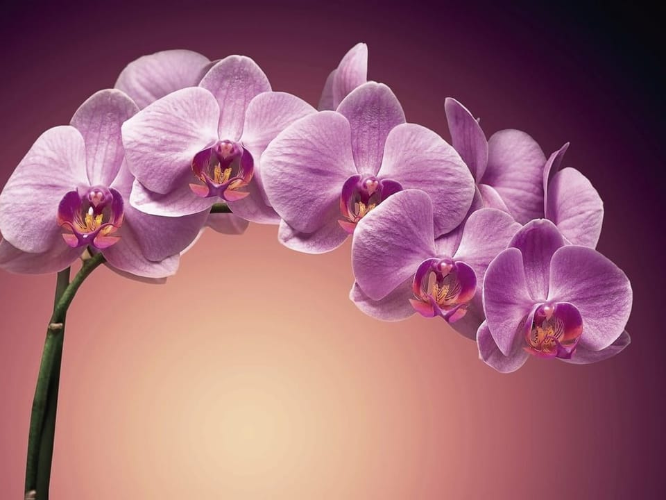 Fototapeta Fioletowe orchidee na ciemnym tle na wymiar
