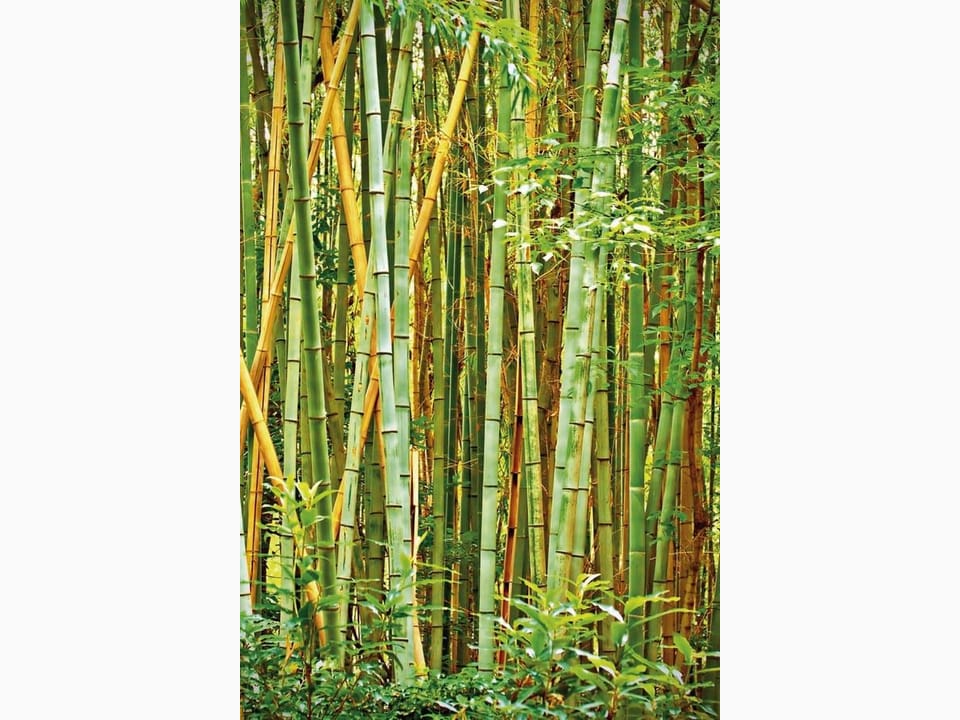 Fototapeta Spokojny las bambusowy