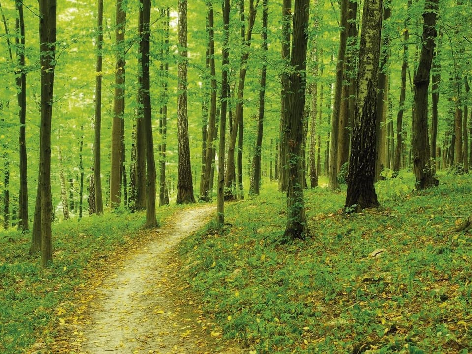 Fototapeta Ścieżka w zielonym lesie