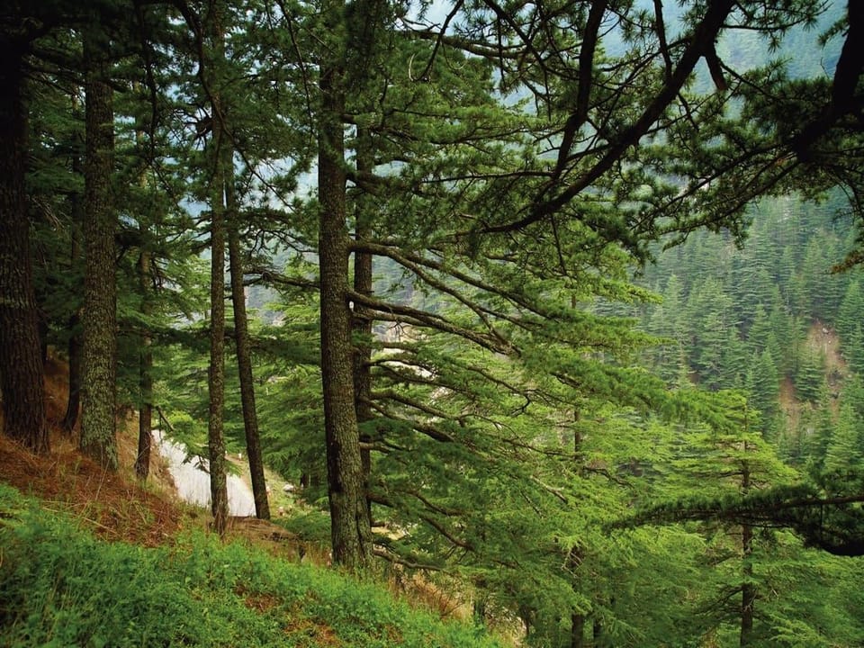 Fototapeta Gęstwiny leśne na zboczu