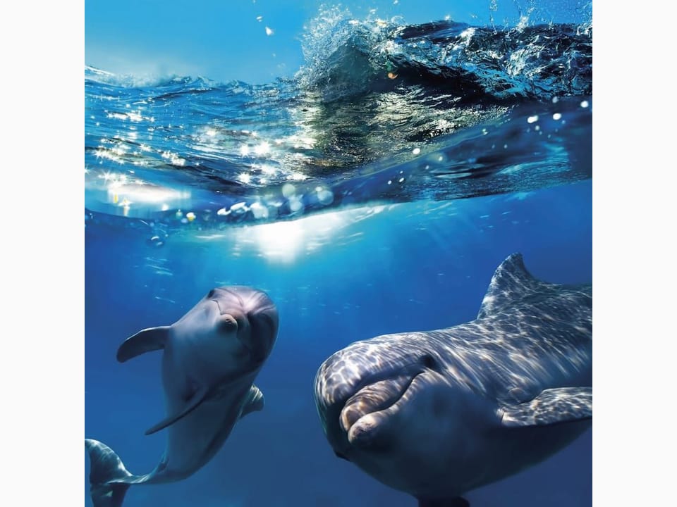 Fototapeta Delfiny w błękitnym oceanie na wymiar