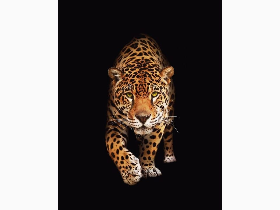 Fototapeta Leopard na czarnym tle na wymiar