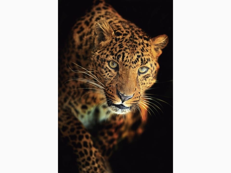 Fototapeta Leopard na ciemnym tle na wymiar