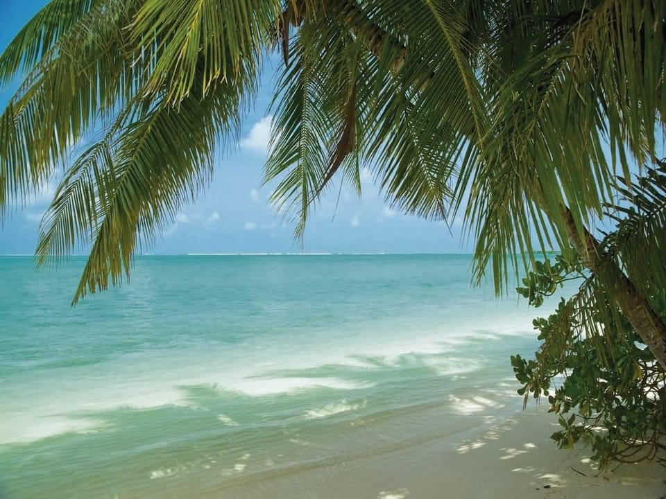 Fototapeta Plaża z palmami i oceanem