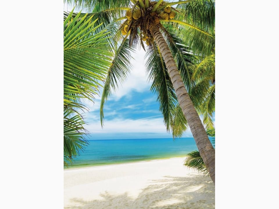 Fototapeta Palma kokosowa na plaży na wymiar