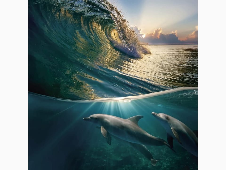 Fototapeta Delfiny pod wodą w oceanie na wymiar