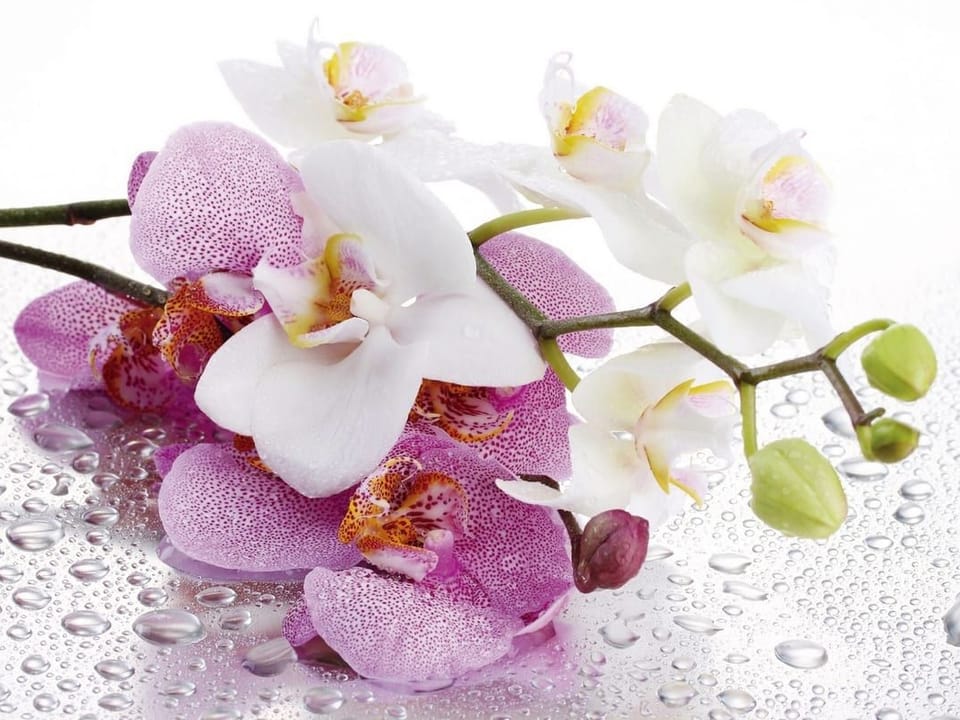 Fototapeta Orchidee na mokrej powierzchni na wymiar