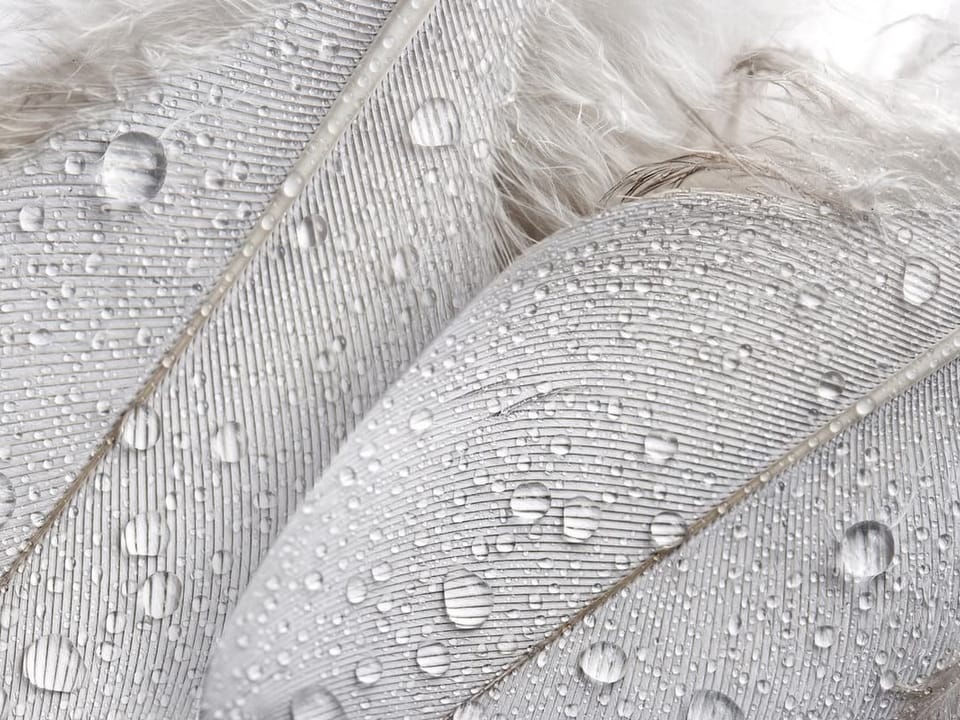 Fototapeta Pióra z Kroplami Wody