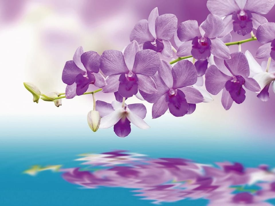 Fototapeta Gałąź orchidei nad wodą na wymiar