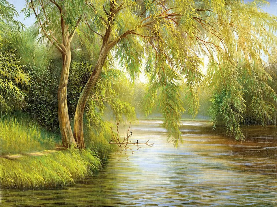 Fototapeta Drzewa nad Rzeką w Słoneczny Dzień