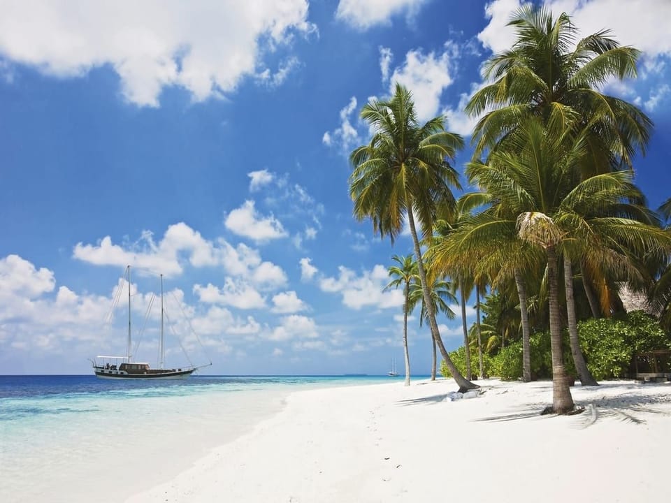 Fototapeta Plaża z palmami i oceanem na wymiar