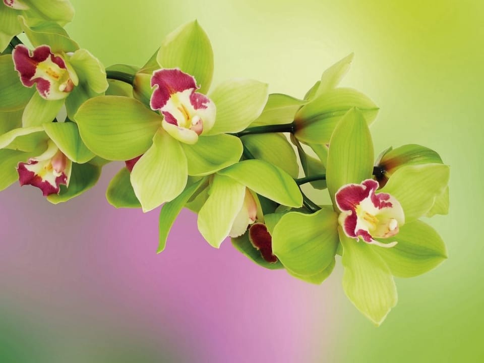 Fototapeta Zielone orchidee na gałęzi na wymiar