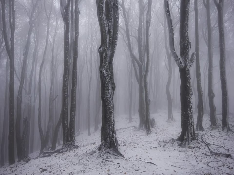Fototapeta Zimowy las z ośnieżonymi drzewami na wymiar