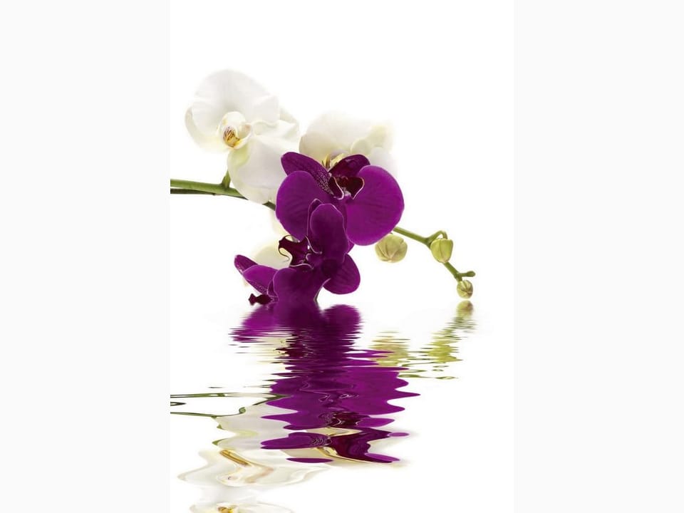 Fototapeta Fioletowe i białe orchidee nad wodą