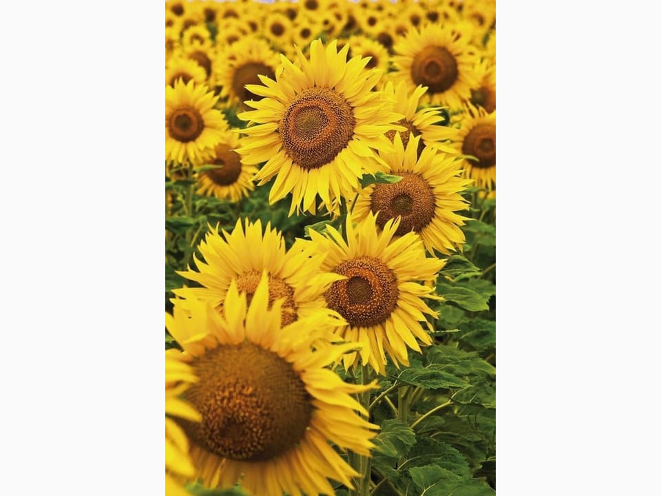 Fototapeta Pole słoneczników w rozkwicie