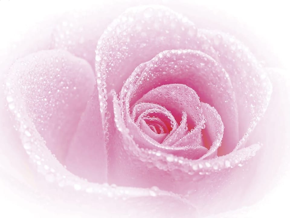 Fototapeta Różana mgiełka z kroplami wody