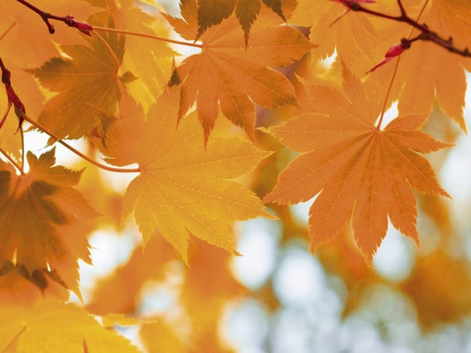 Fototapeta Pomarańczowe liście klonu