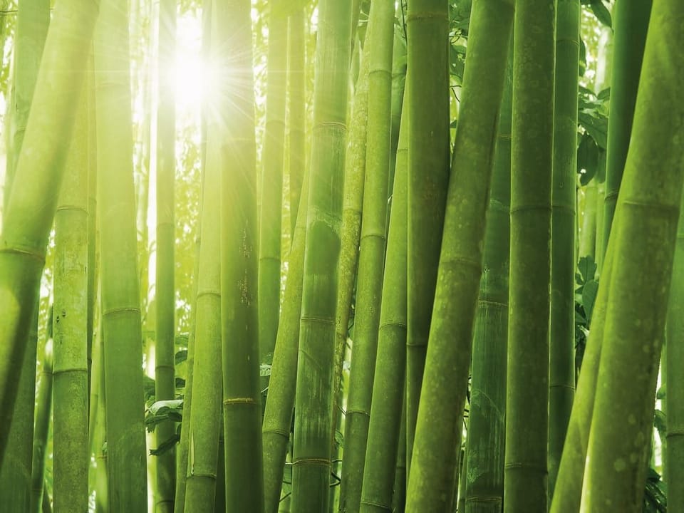 Fototapeta Zielony Las Bambusowy w Słońcu