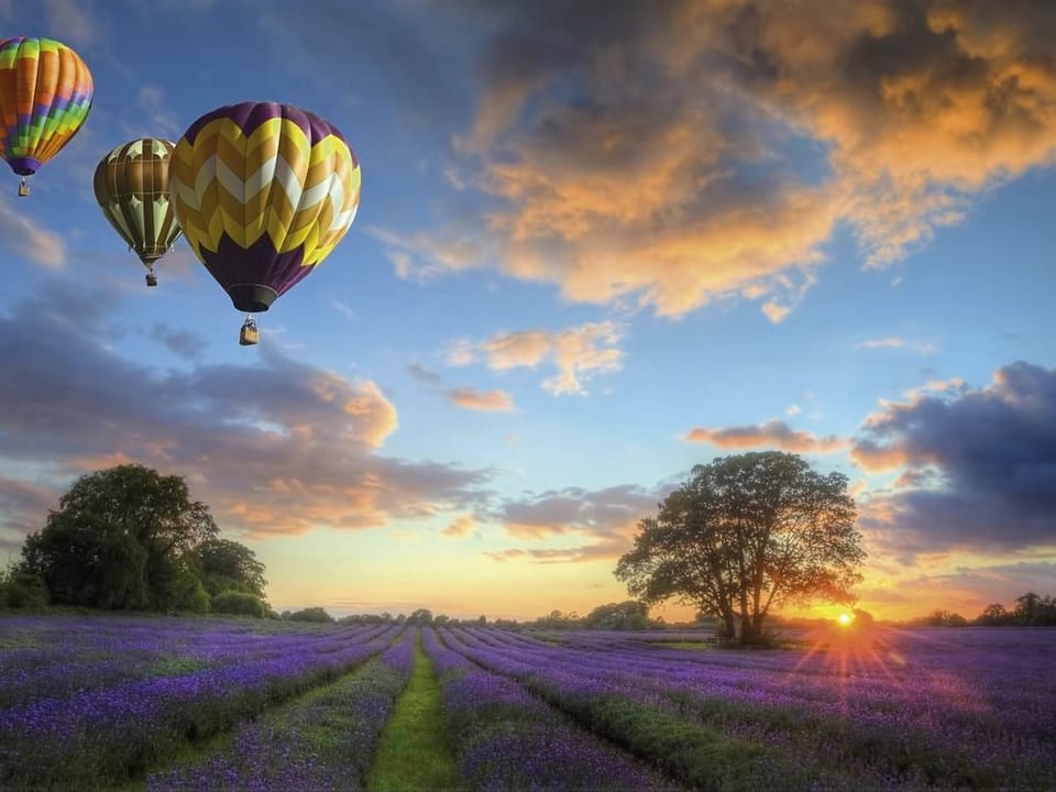 Fototapeta Balony nad Polem Lawendy na wymiar