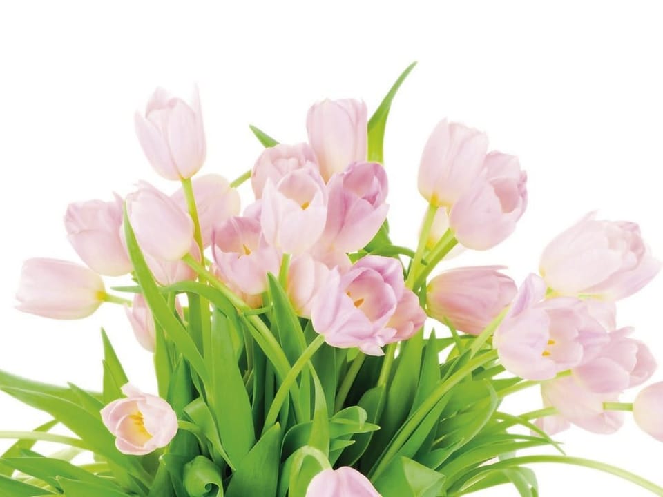 Fototapeta Bukiet różowych tulipanów na białym tle