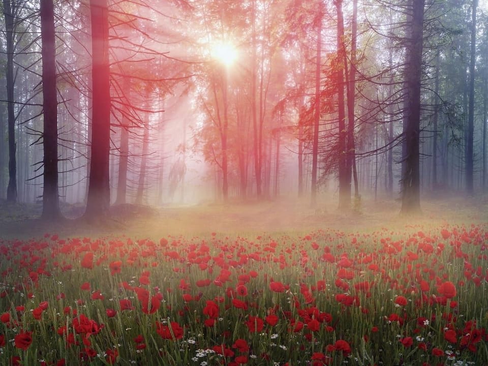 Fototapeta Leśne gęstwiny z makami na wymiar
