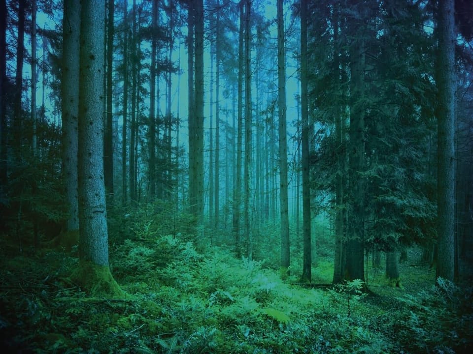 Fototapeta Leśne gęstwiny w mglistym otoczeniu na wymiar