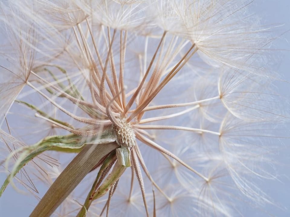 Fototapeta Zbliżenie Dmuchawca z Nasionami