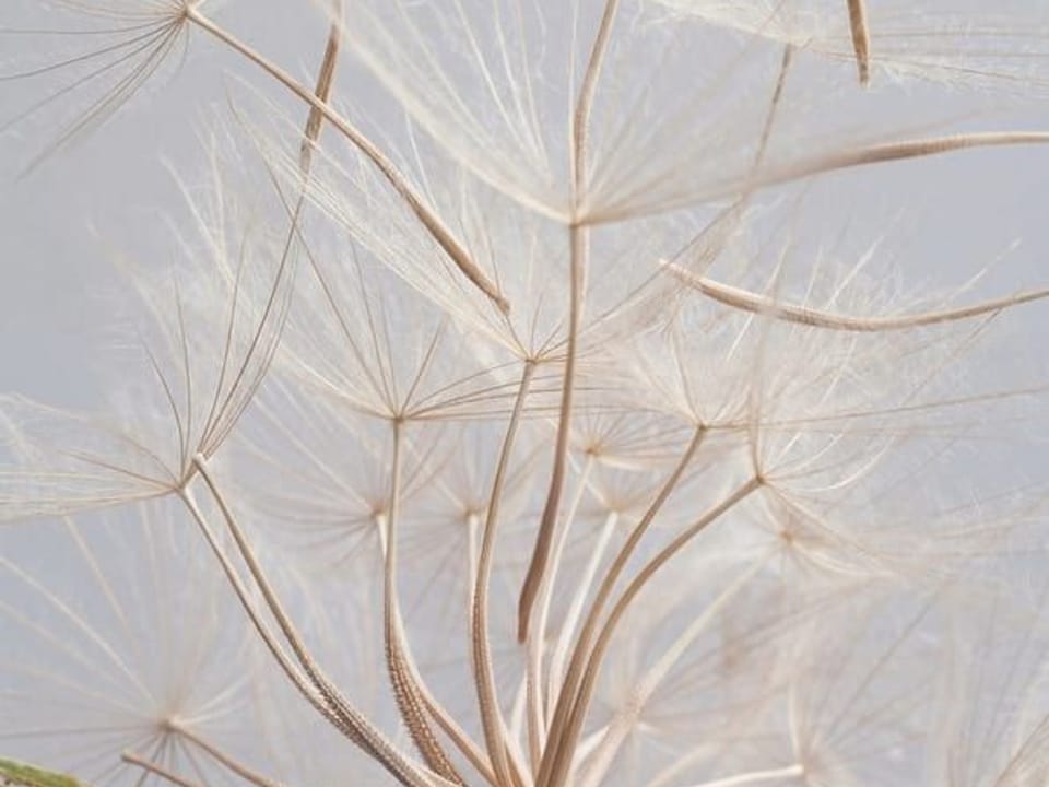 Fototapeta Dmuchawiec w delikatnych detalach