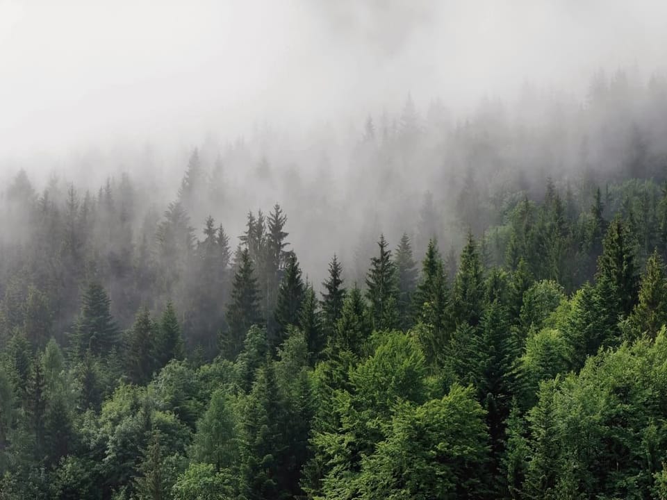 Fototapeta Mglisty las iglasty na wymiar
