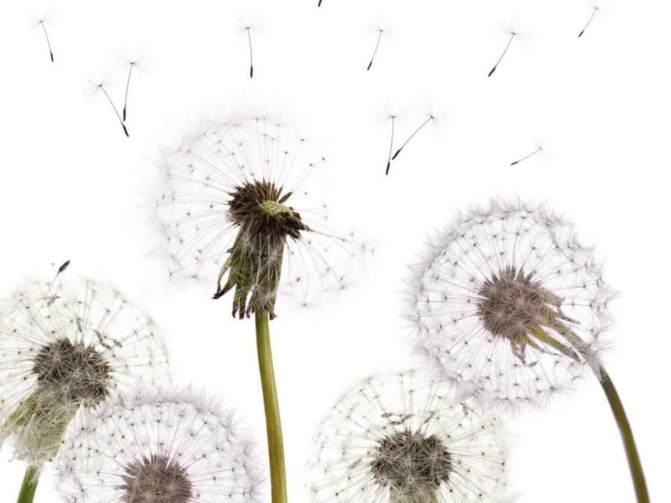 Fototapeta Dmuchawce na białym tle