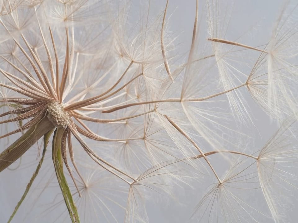 Fototapeta Dmuchawce na jasnym tle