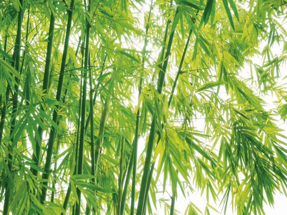 Fototapeta Zielony las bambusowy