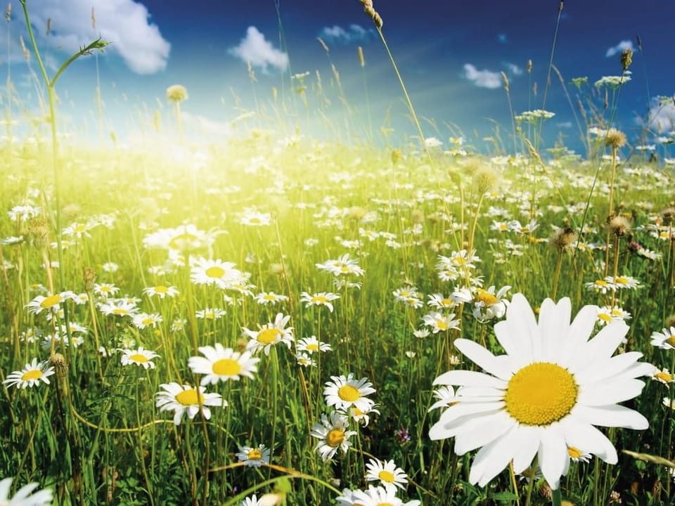 Fototapeta Łąka pełna kwiatów rumianku