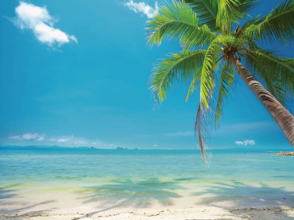 Fototapeta Palma na tropikalnej plaży na wymiar